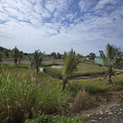 Bán đất Đất Đỏ 2596m2 cạnh kcn Đất Đỏ làm nhà vườn đẹp